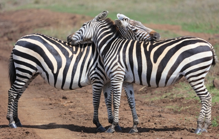 2 zebras